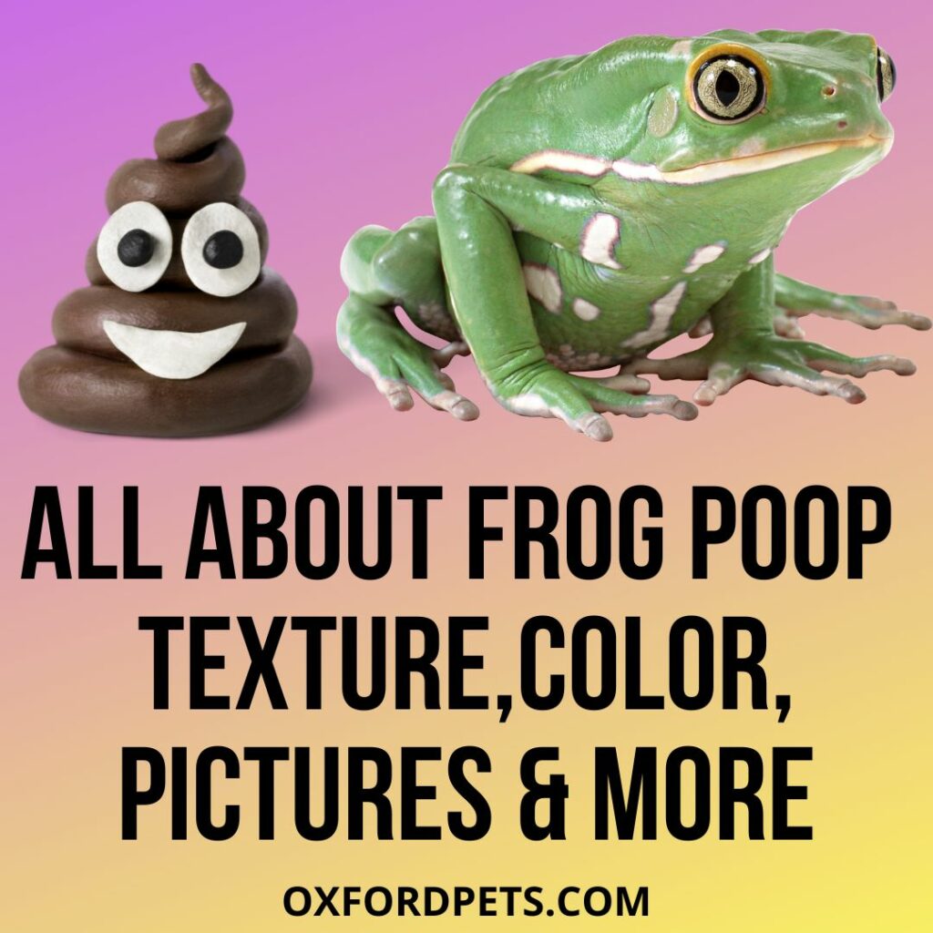 What Does A Frog Poop Look Like Pictures 101 Guide Oxford Pets 2023