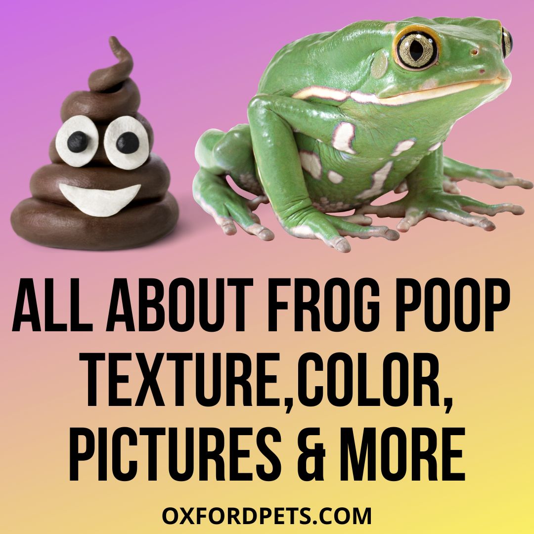 What Does A Frog Poop Look Like? (Pictures) 101 Guide Oxford Pets