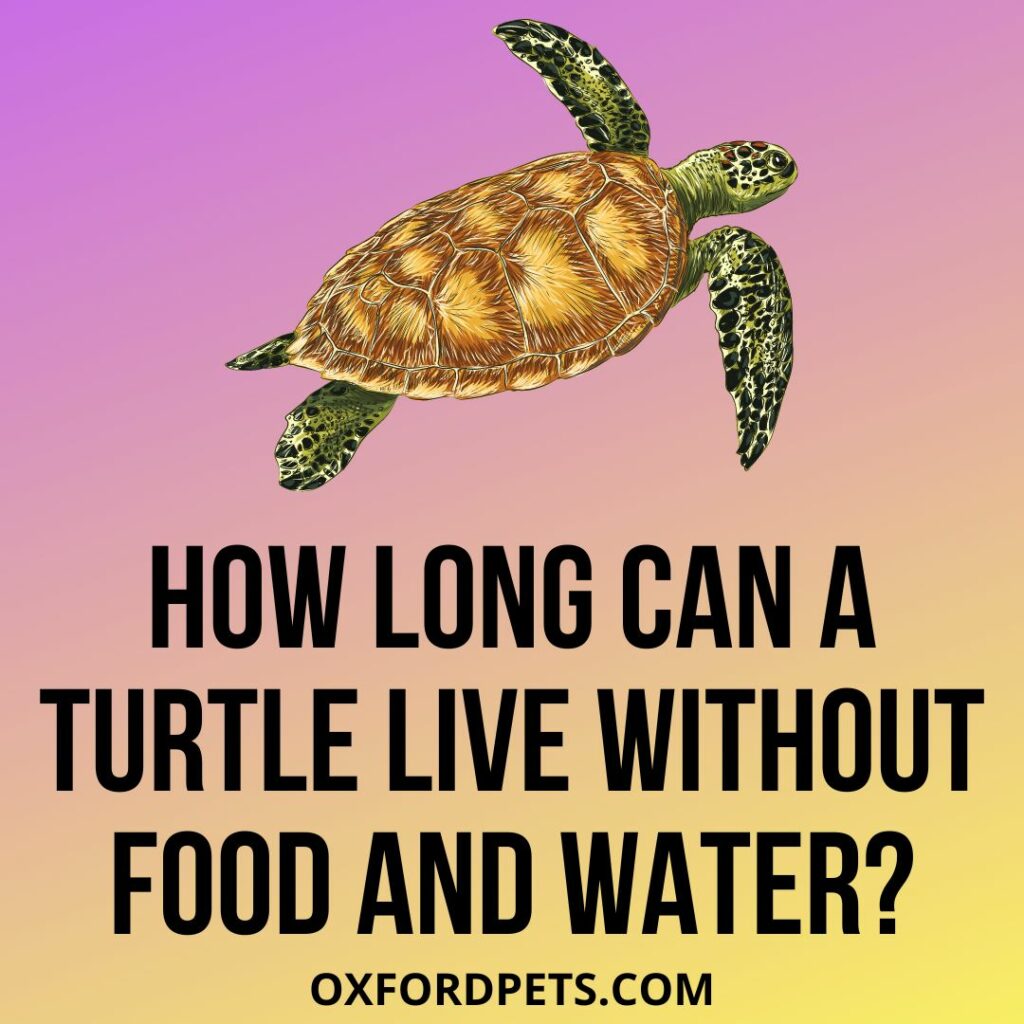 How Long Can A Turtle Live Without Food and Water