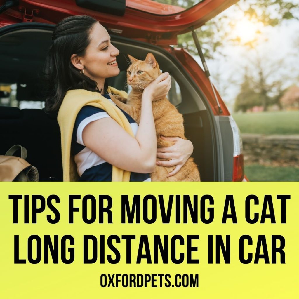 10 Tips for Moving a Cat Long Distance in Car