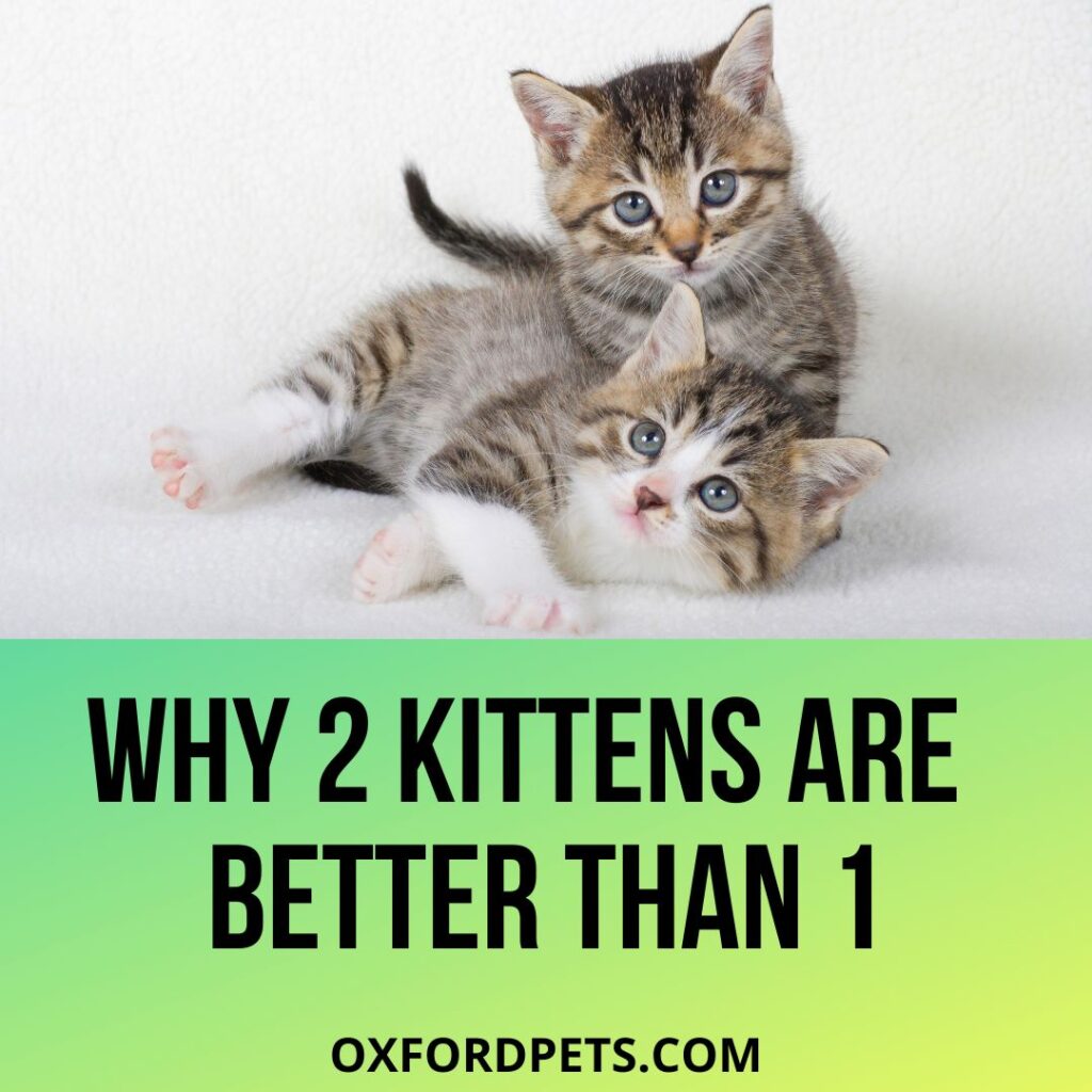 Why Two Kittens are ALWAYS Better Than One
