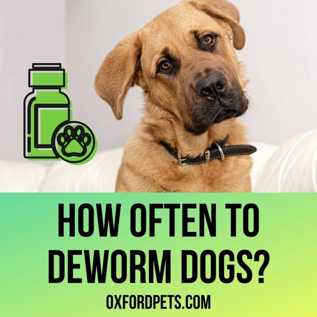 how often to deworm dogs