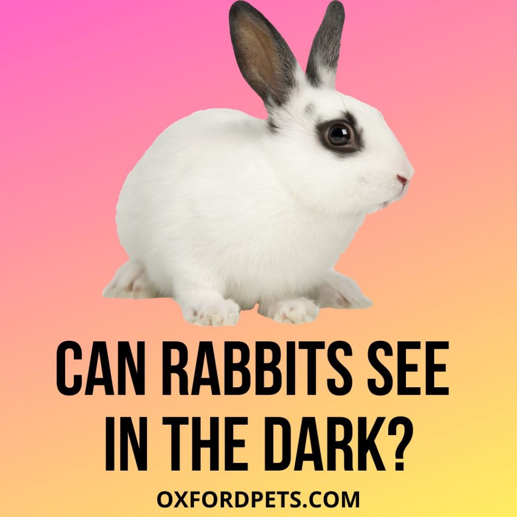 Can Rabbits See In The Dark or At Night? 7 Valid Facts Oxford Pets