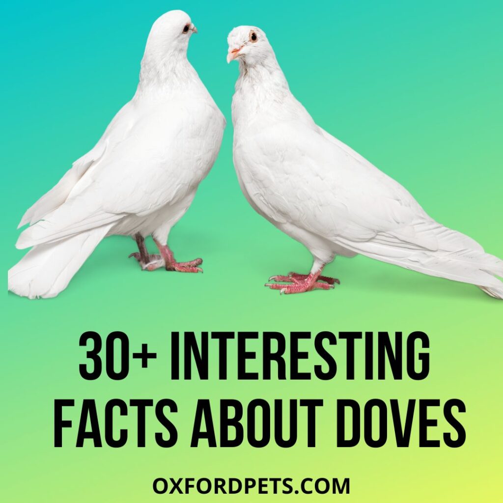 Interesting Facts About Doves