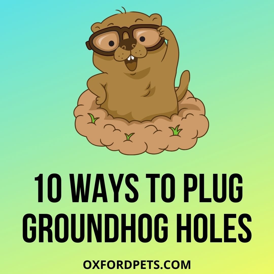 How To Plug Groundhog Holes