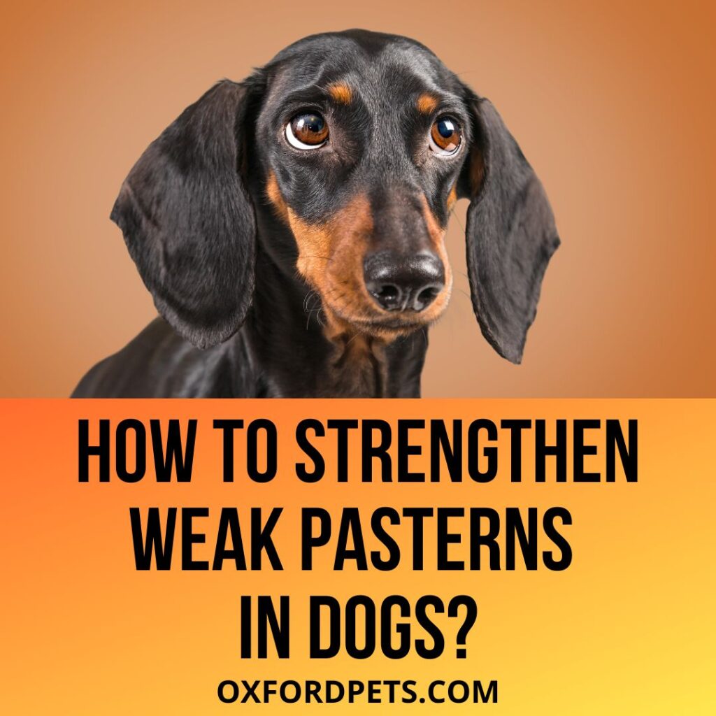 5 Ways To Strengthen Weak Pasterns In Dogs?