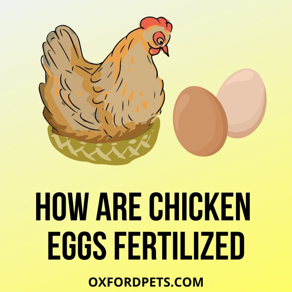 How are chicken eggs fertilized
