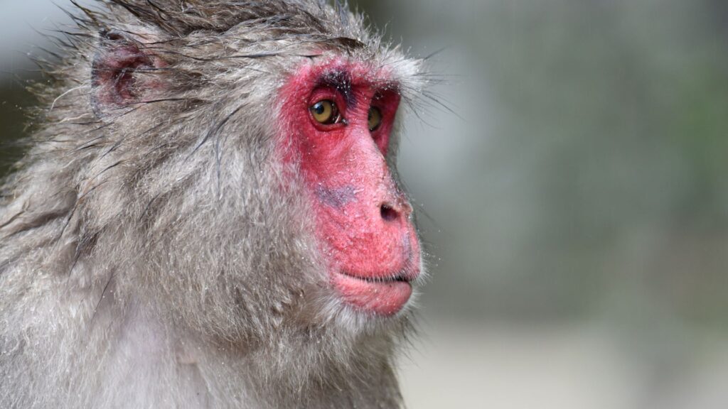 What Monkey Has A Red Butt Or Bottom? 7 Species - Oxford Pets