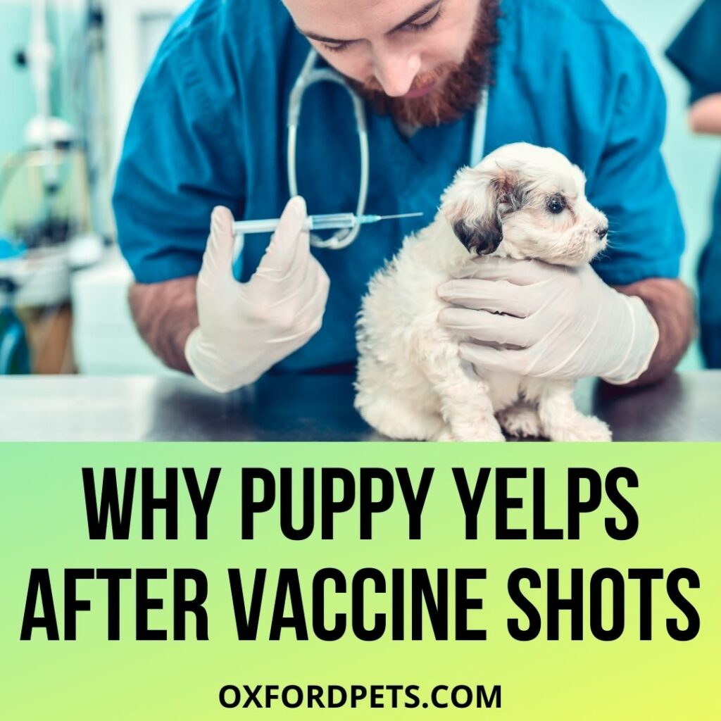 Puppy Yelps After Vaccine Shots