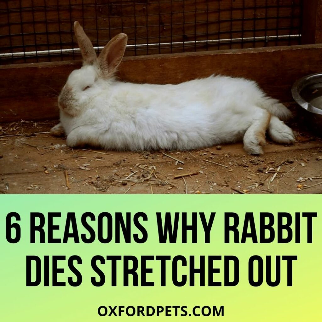 Reasons Why Rabbit Dies Stretched Out