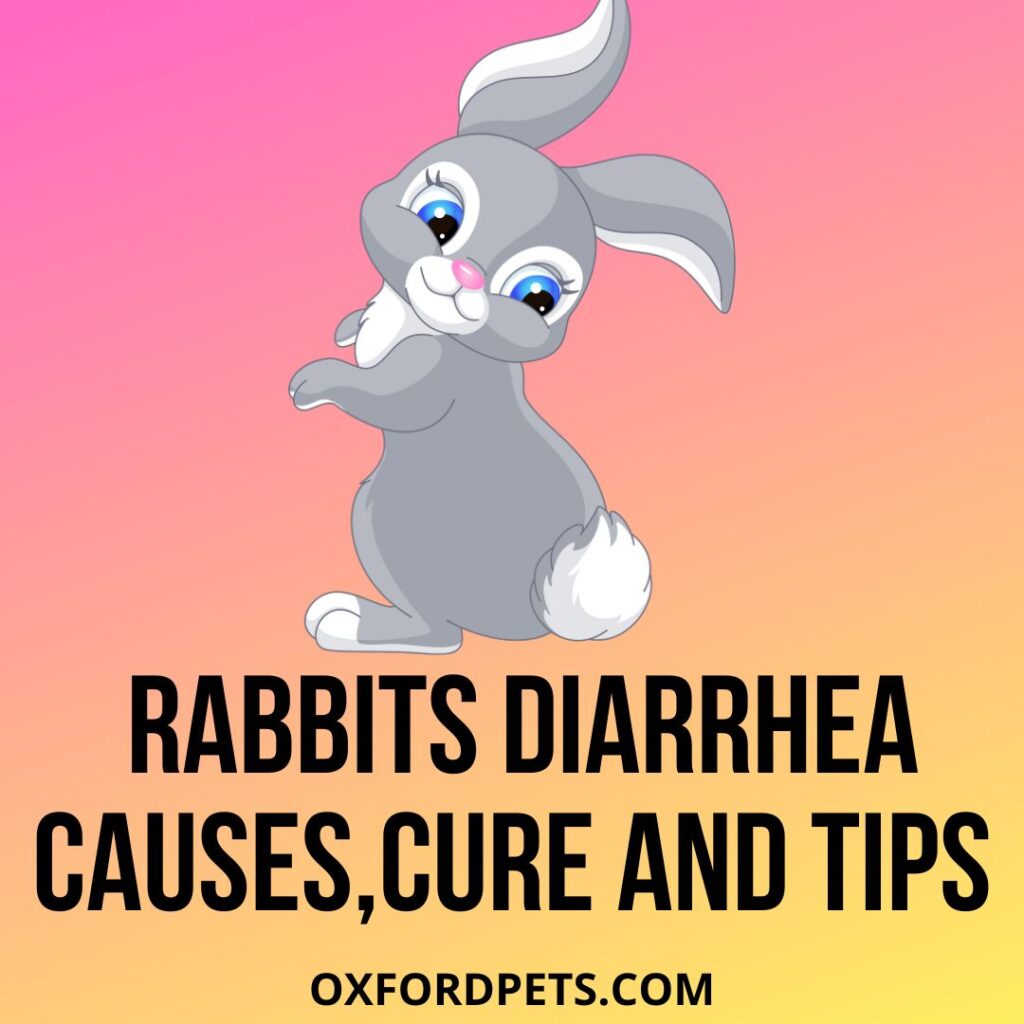 Diarrhea In Rabbits: SIgns, Causes & Tips