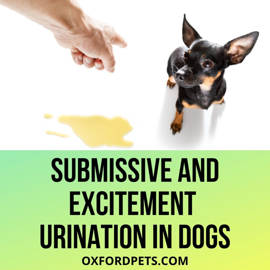 Submissive And Excitement Urination In Dogs