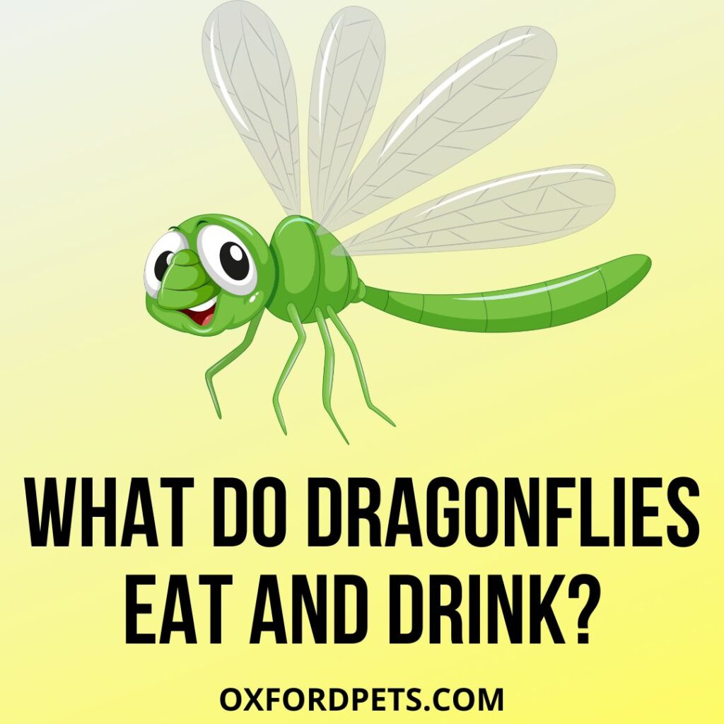 What Do Dragonflies Eat And Drink? [2024 Food Guide] - Oxford Pets