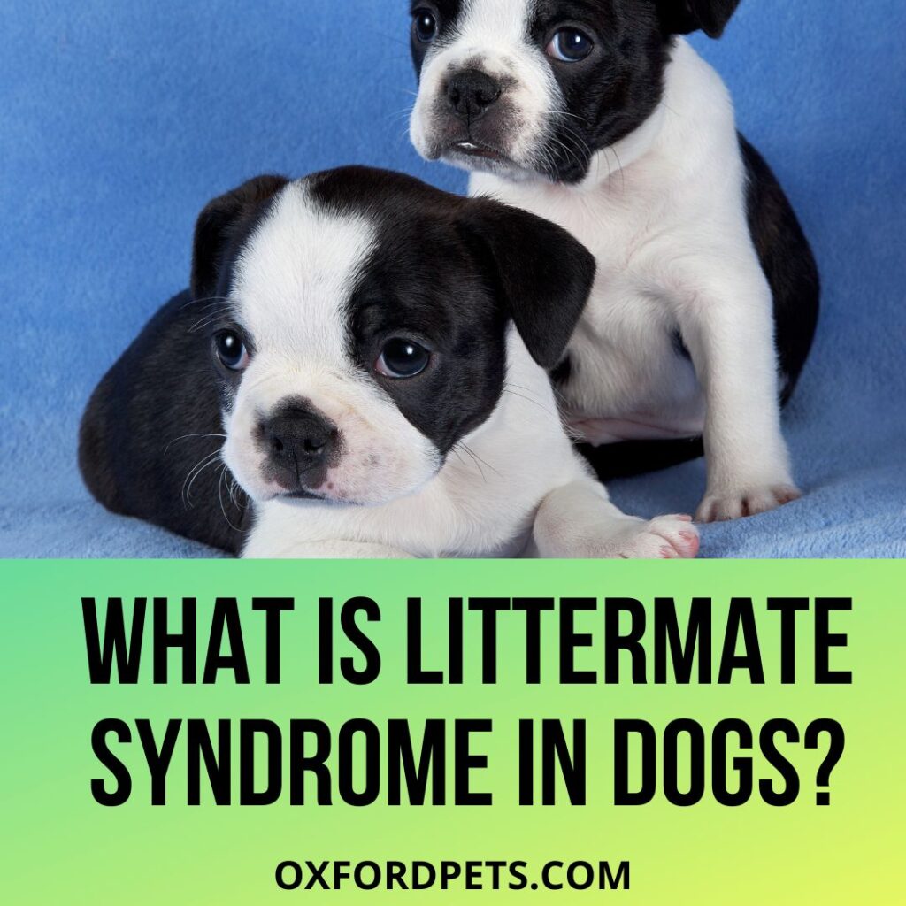 Littermate Syndrome In Dogs or Canines