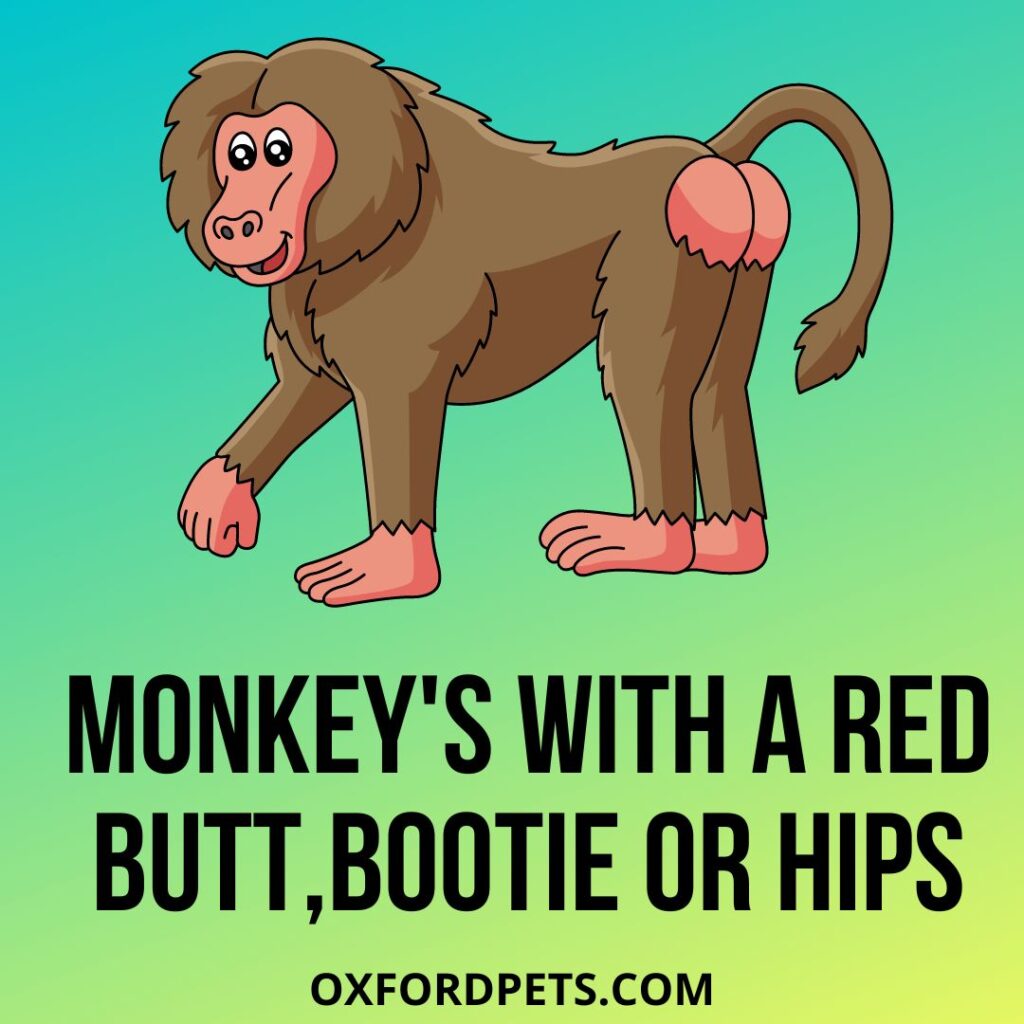 What Monkey Has A Red Butt