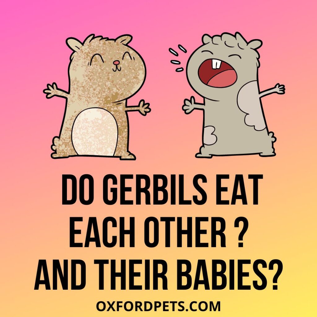 Do Gerbils Eat Each Other