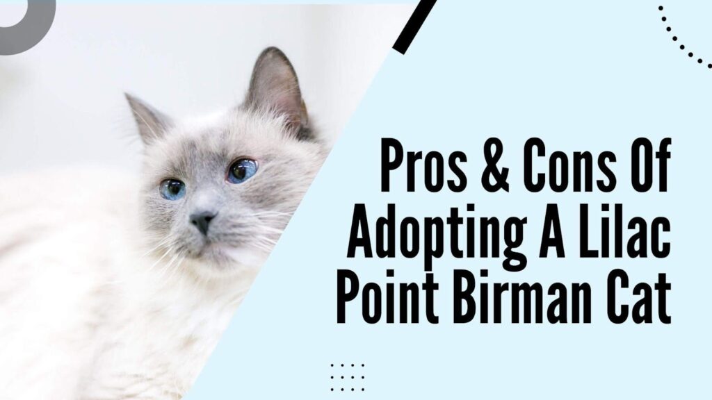 Pros & Cons Of Adopting A Lilac Point Birman Cat