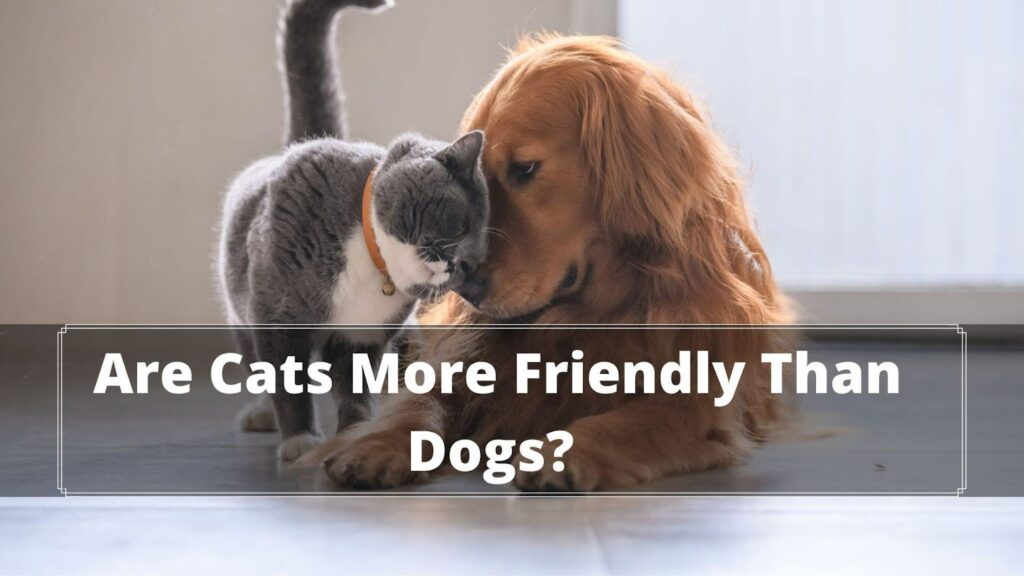 are dogs funnier than cats