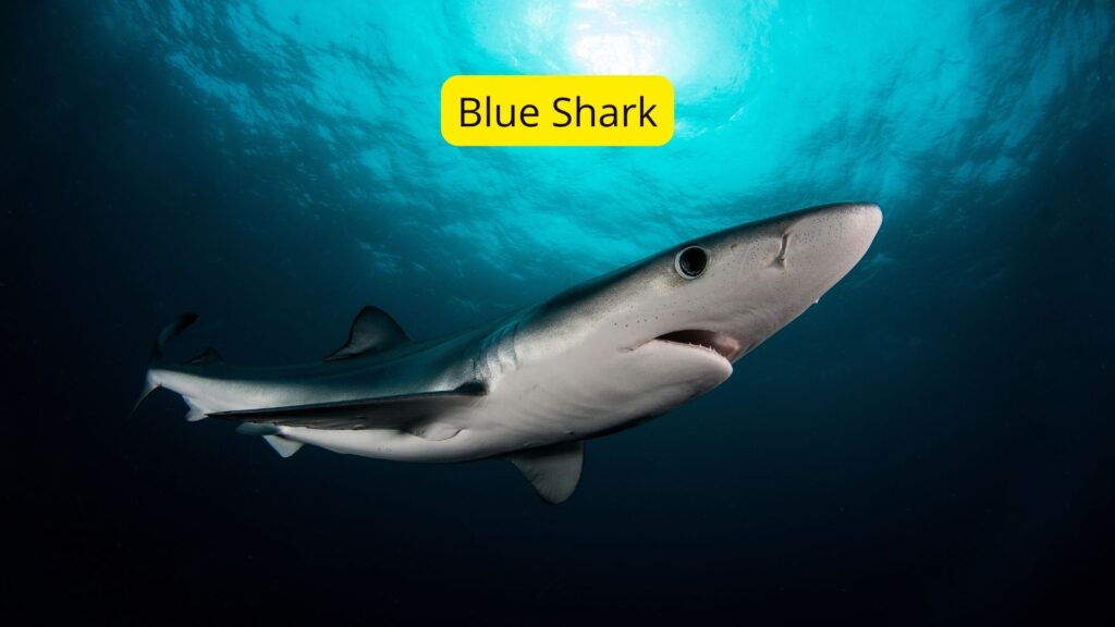 Blue shark