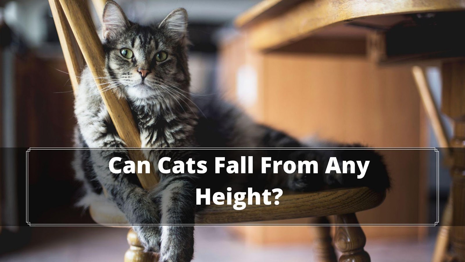 How Cats Fall on Their Feet? Can a cat survive a story fall? Oxford Pets