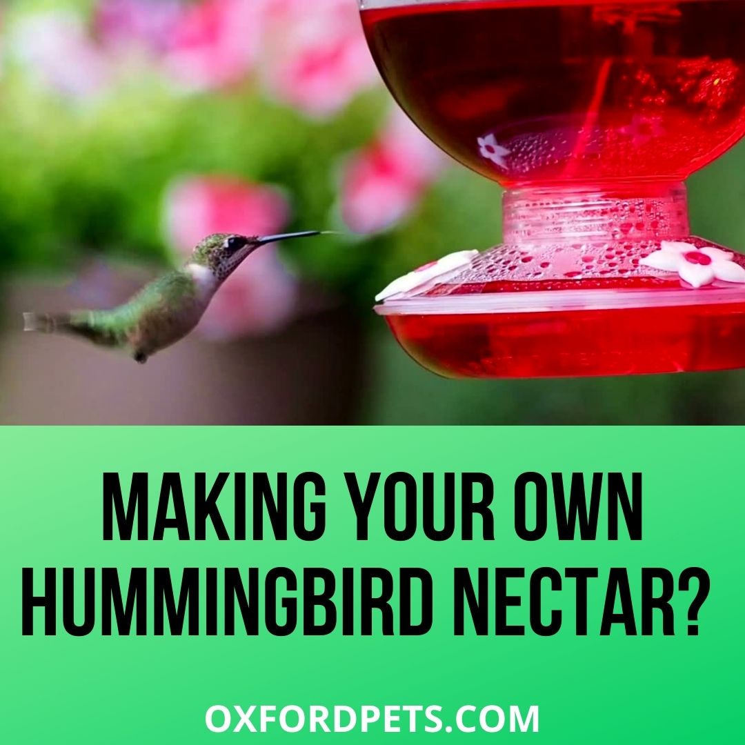 DIY Hummingbird Nectar Recipe Stepwise Guide Oxford Pets