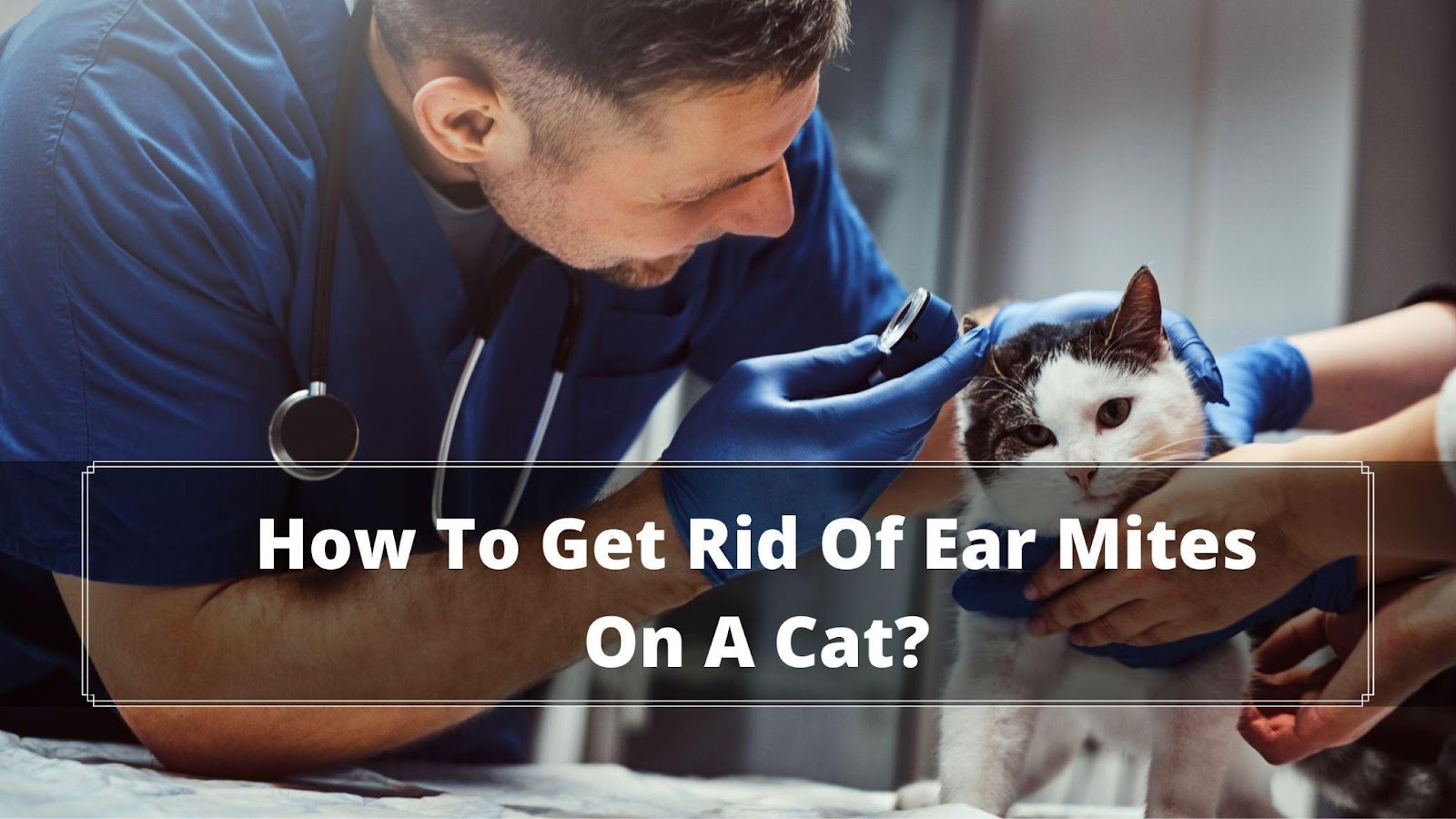 How Do Cats Get Ear Mites? 5 Reasons Explained. Oxford Pets