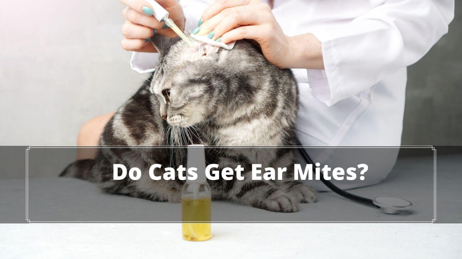 How Do Cats Get Ear Mites? 5 Reasons Explained. Oxford Pets