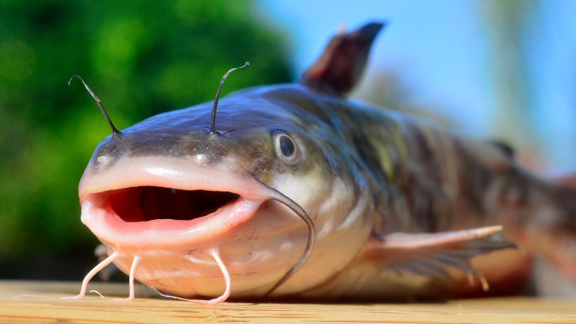 27 Fish Species With Big Eyes (Protruding/Bulging Eyes) Oxford Pets