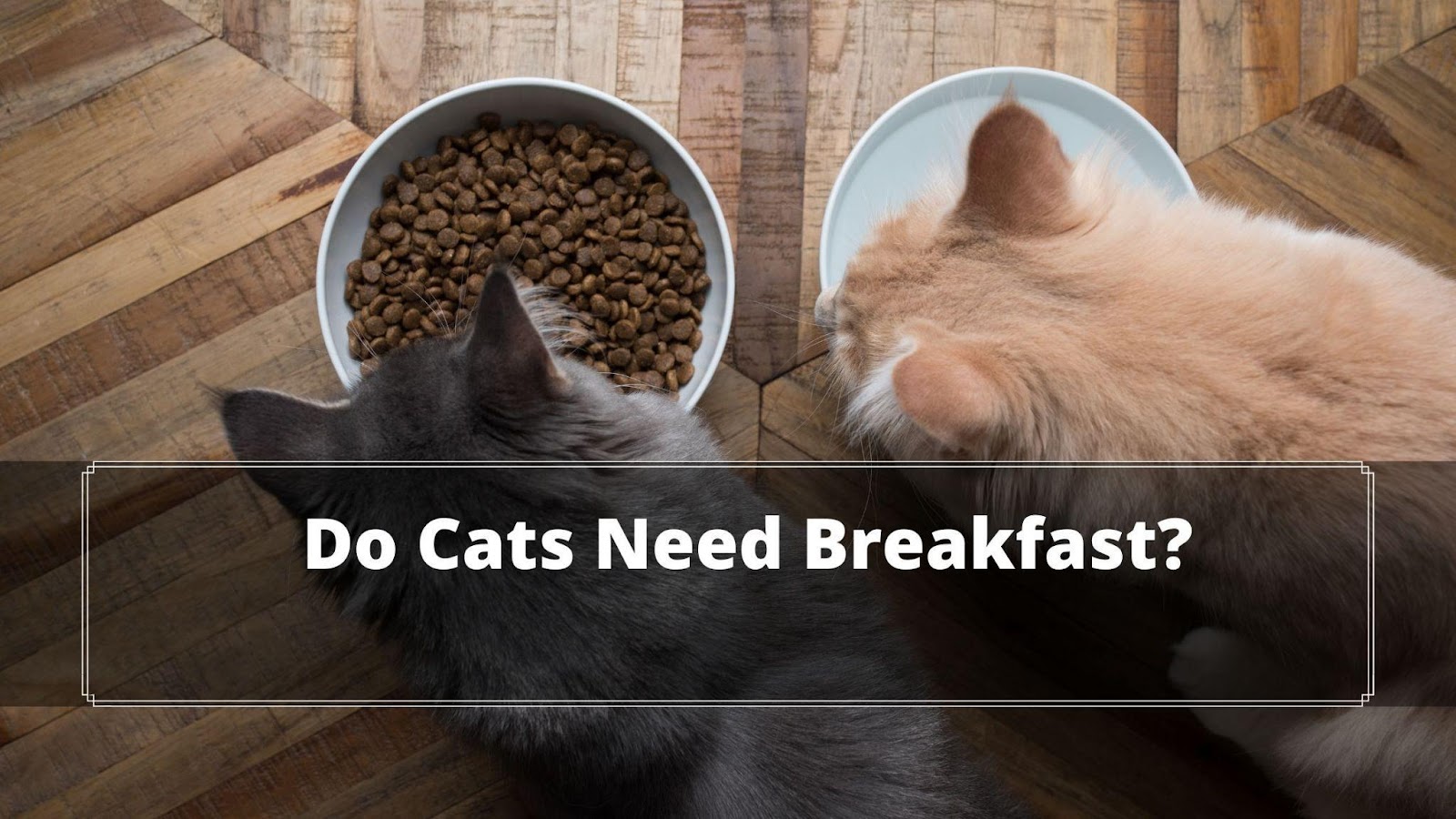 What Do Cats Like to Eat For Breakfast in Your Home? Oxford Pets