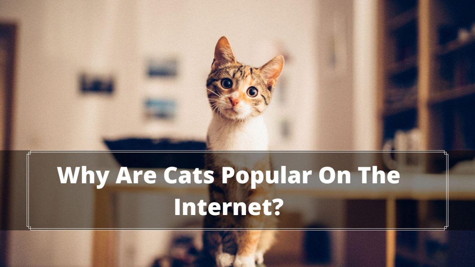 Why Are Cats Popular On The How Cats Took Over the ? Oxford Pets