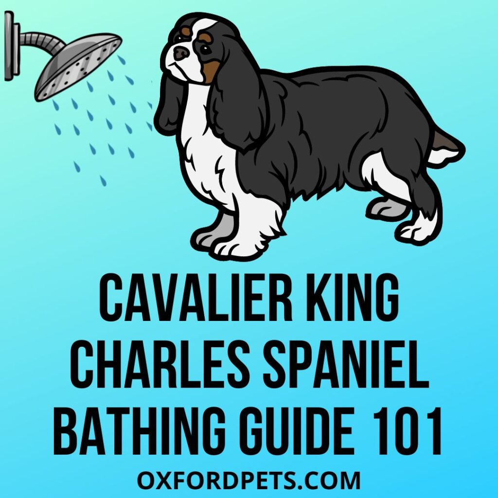 Bathing a Cavalier King Charles Spaniel