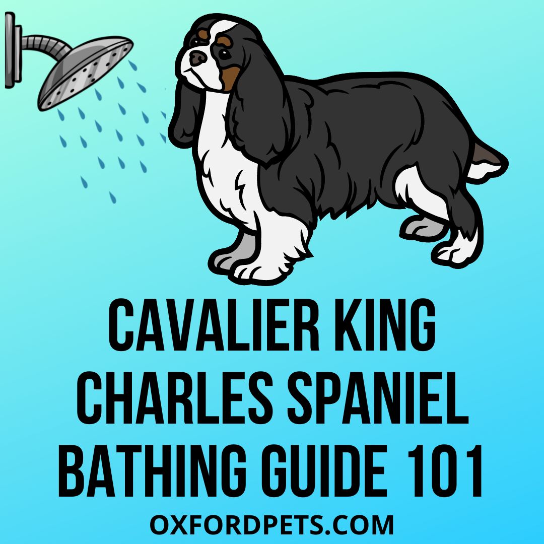 how often should you bathe a cavalier king charles spaniel