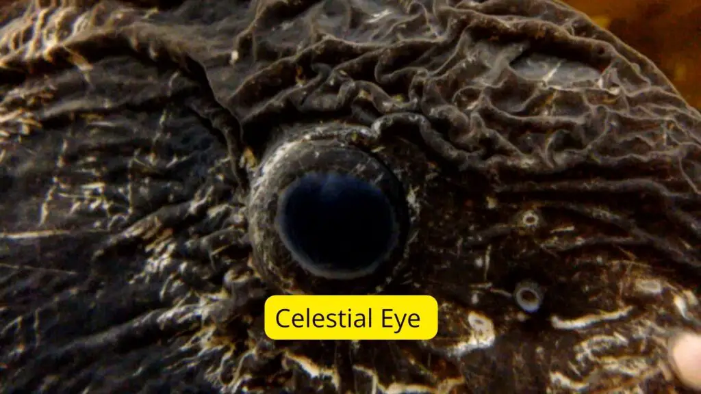 Celestial Eye