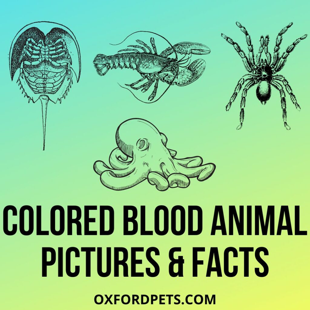 25 Animals With Different Colored Blood: Blue, Green, Purple & More (With  Pictures) - Oxford Pets