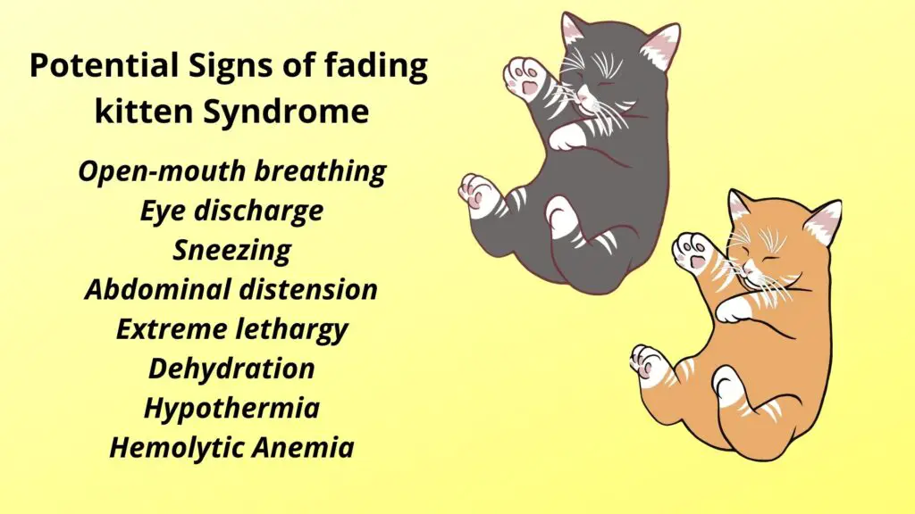 Signs of fading kitten syndrome