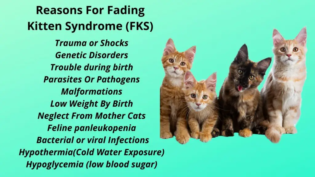 Causes of fading Kitten syndrome