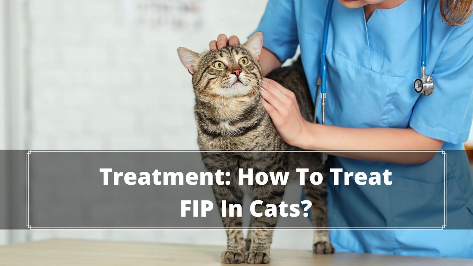 What Is FIP in Cats? (Feline Infectious Peritonitis) 101 Review ...