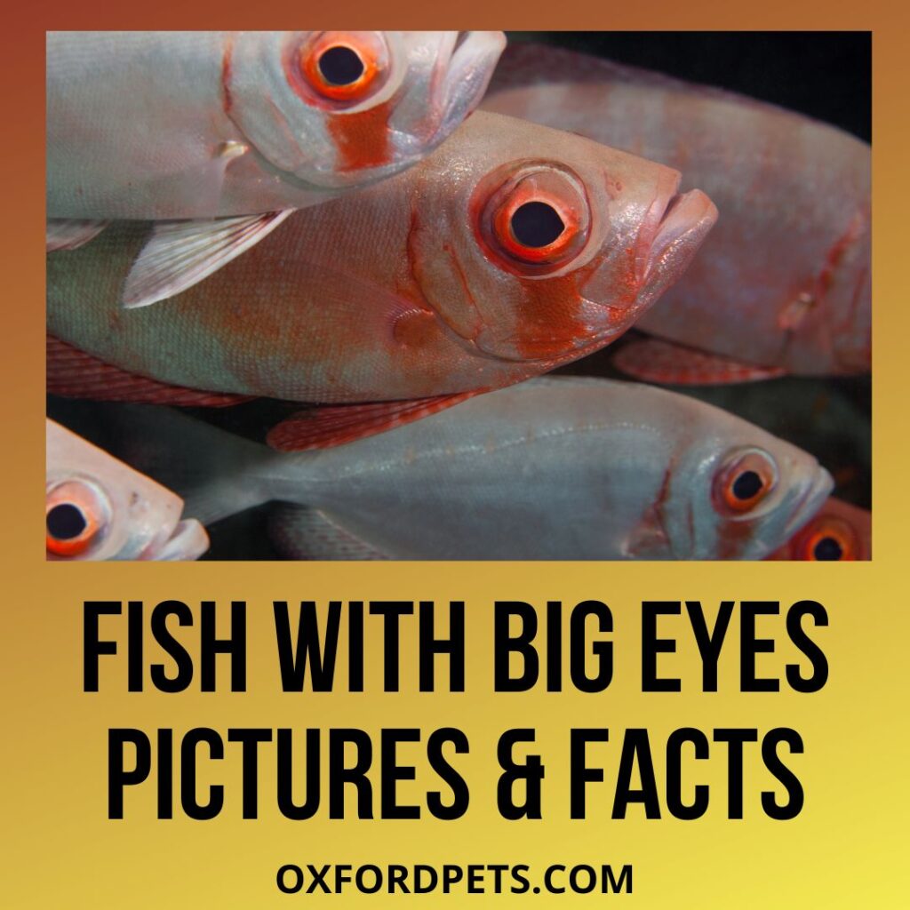 Fish Species With Big Eyes
