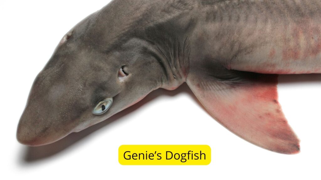 Spiny dogfish