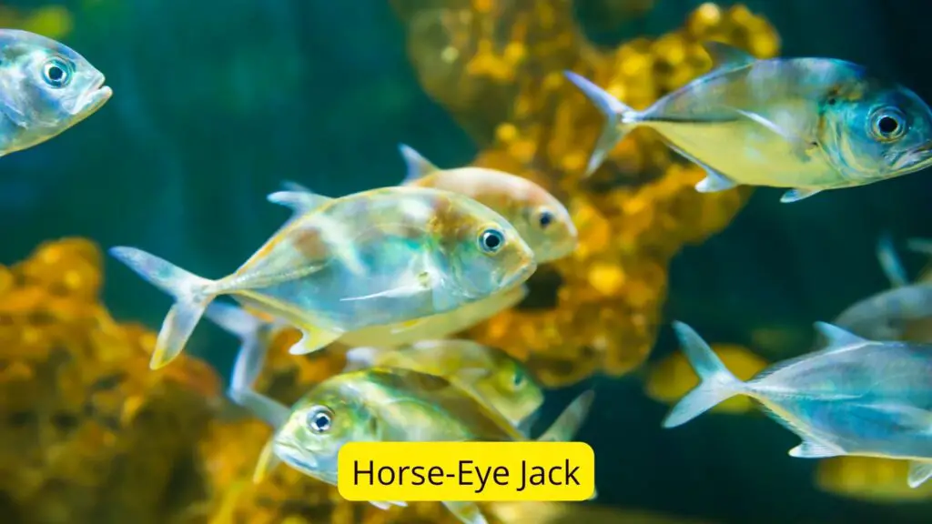 Horse-eye Jack