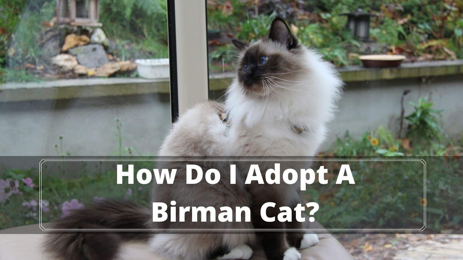 How Do I Adopt a Birman? A Complete Guide in 2022 - Oxford Pets