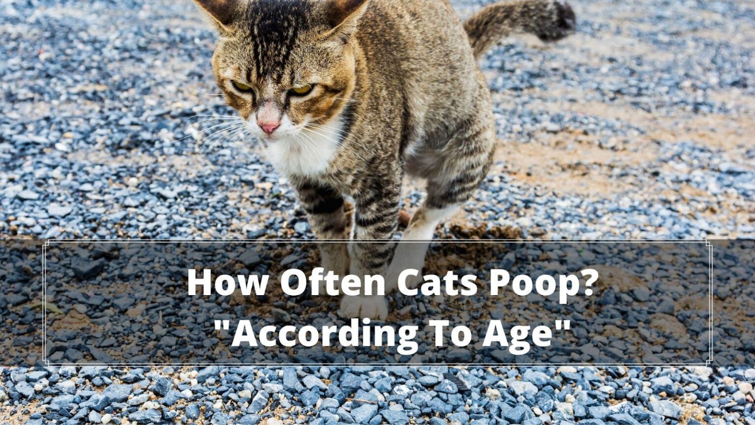How Often Do Cats Poop? 5 Ways to Find Out and Stop it. Oxford Pets