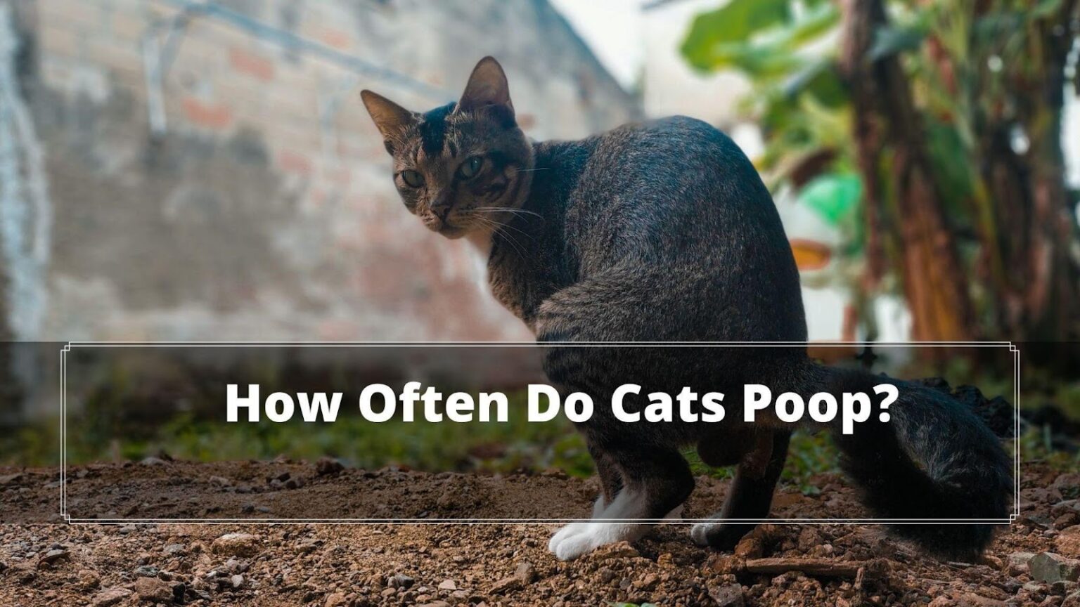 How Often Do Cats Poop? 5 Ways to Find Out and Stop it. Oxford Pets