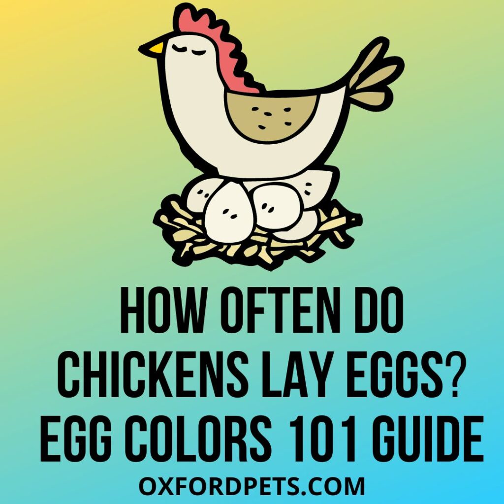 How Often Do Chickens Lay Eggs? Egg Colors & Breeding Guide 101