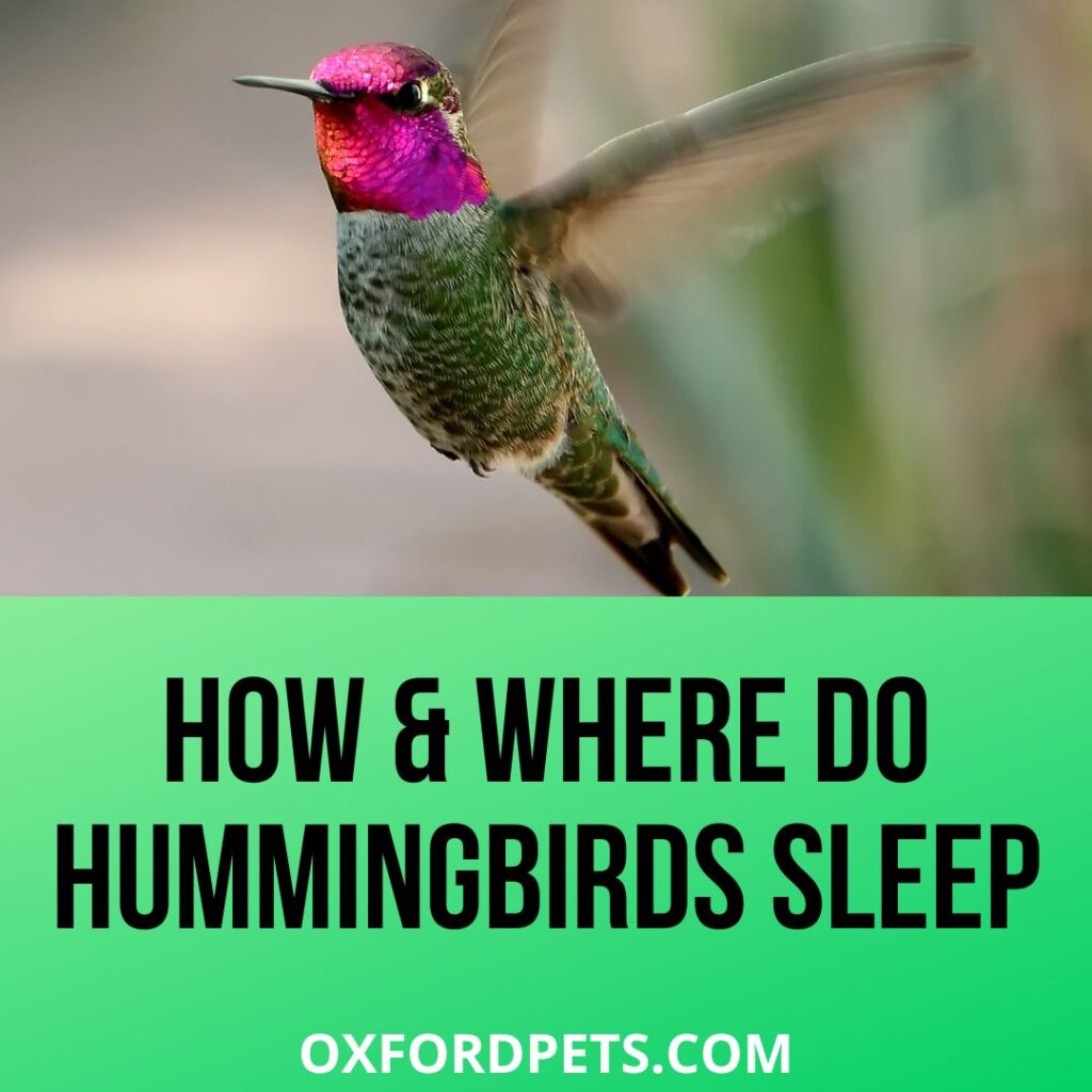 How and Where Do Hummingbirds Sleep