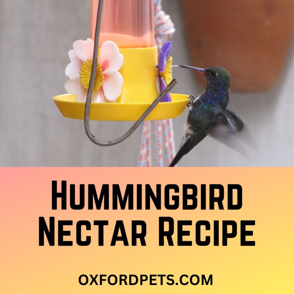 Hummingbird Nectar Recipe