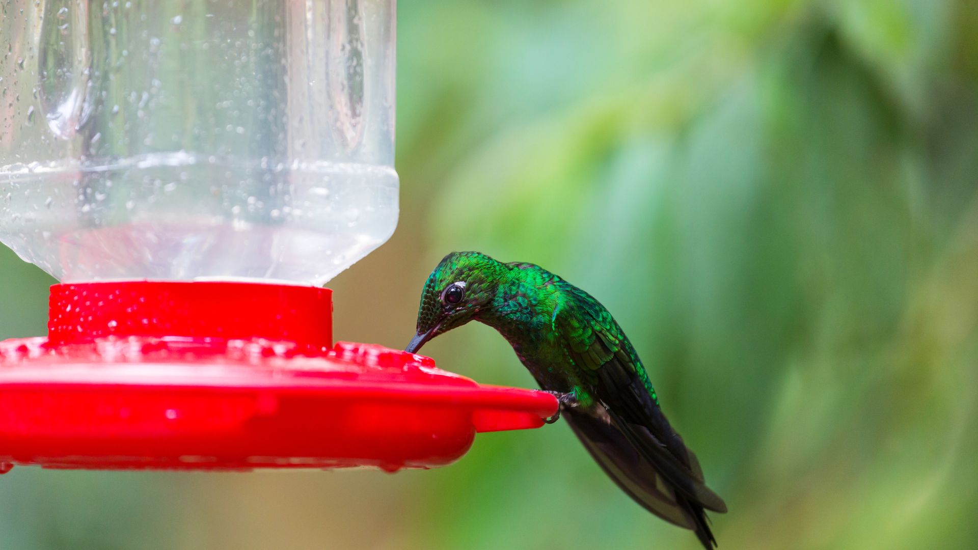 DIY Hummingbird Nectar Recipe Stepwise Guide Oxford Pets