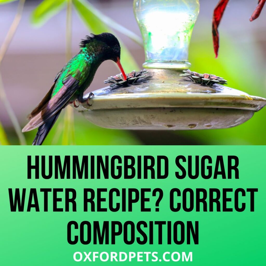 Hummingbird Sugar Water Recipe