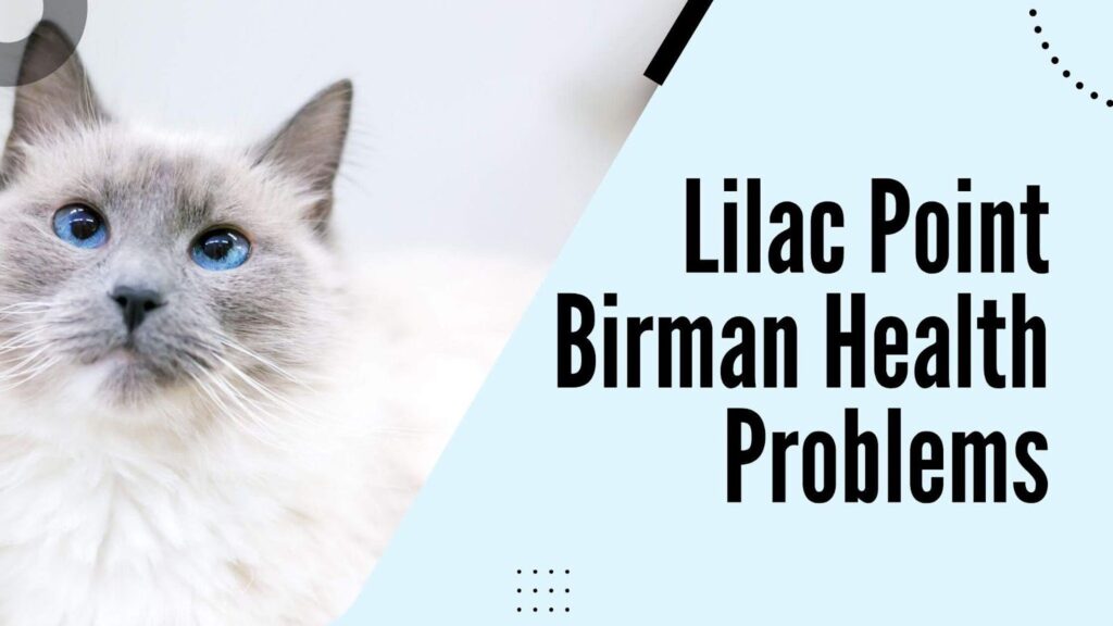 Lilac Point Birman Health Problems