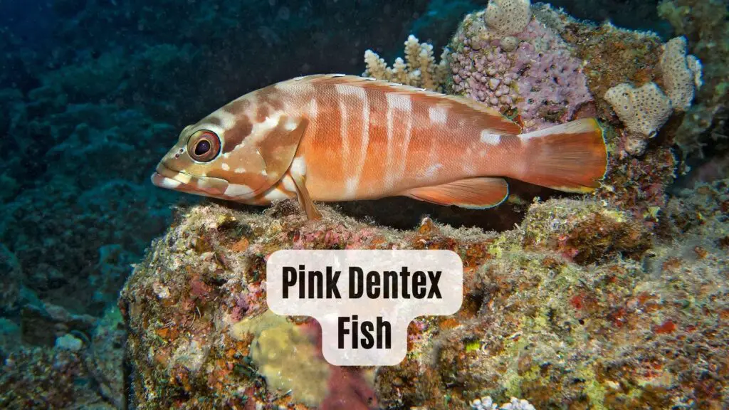 Pink Dentex Fish